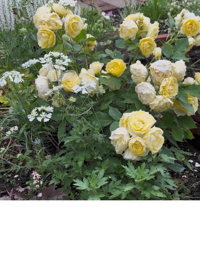 北海道で越冬した恋きらら