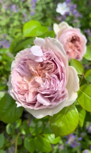 北海道で初心者が育てている「ルクソール」