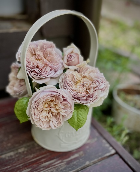 北海道で初心者が育てている「ルクソール」