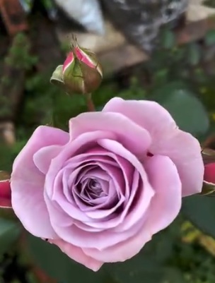 北海道で初心者が育てているバラ「マチネ」