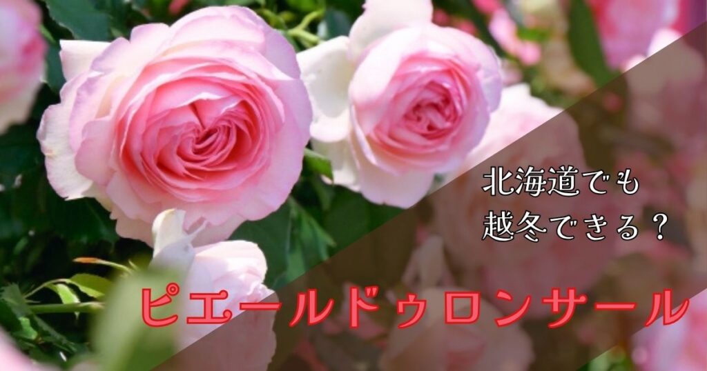 【北海道】ピエールドゥロンサールは越冬できる？凍結で枝がダメになった実体験と対策