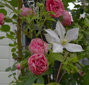 北海道で初心者が育てているバラ「ポンポネッラ」