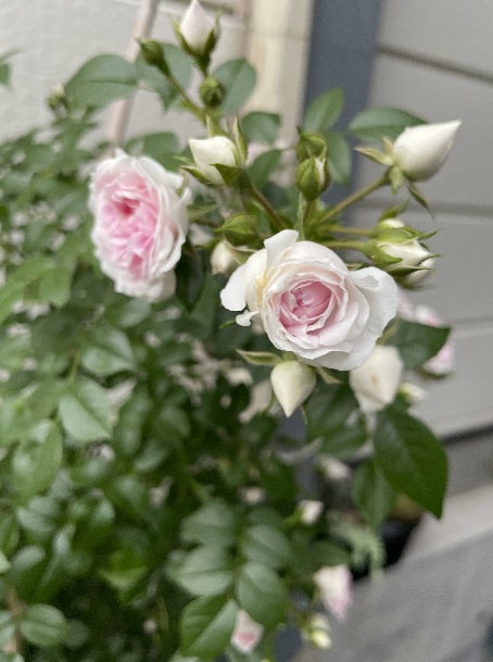 北海道で初心者が育てているバラ「ユキコ」