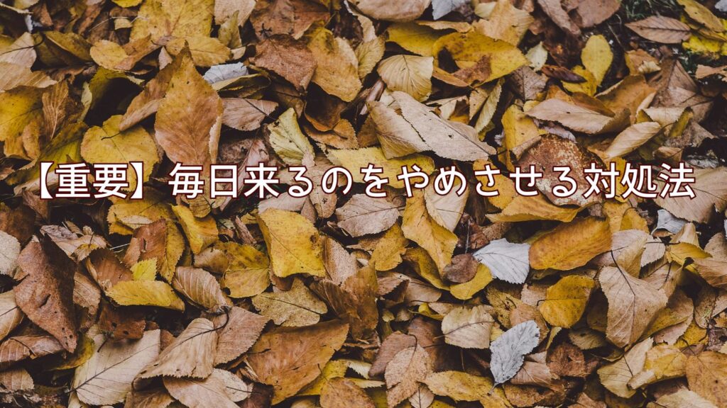 【重要】毎日来るのをやめさせる対処法